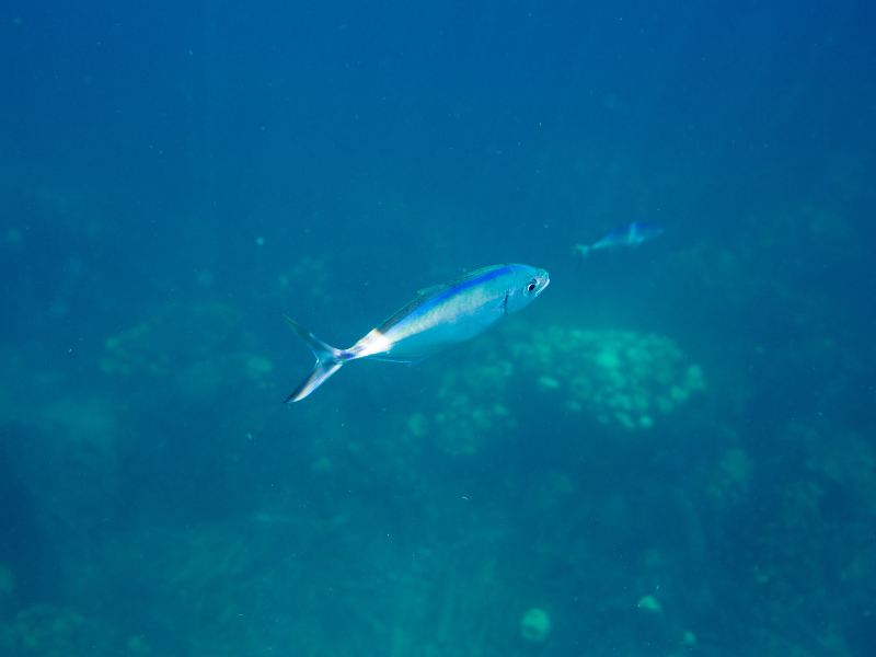 Monterey Bay Aquarium