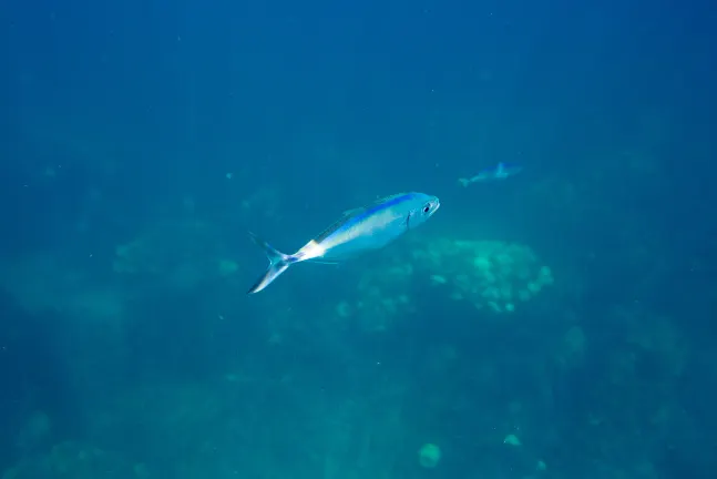 Отели рядом с достопримечательностью «Форт-Пойнт»