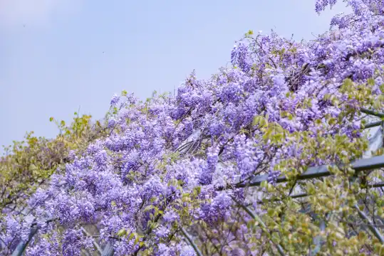 Hotels near Hangzhou Cherry Blossom Garden