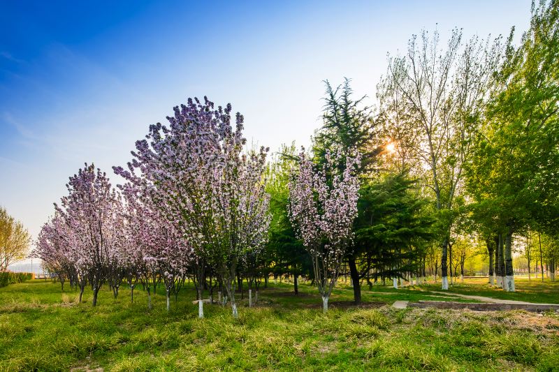 槐新公園