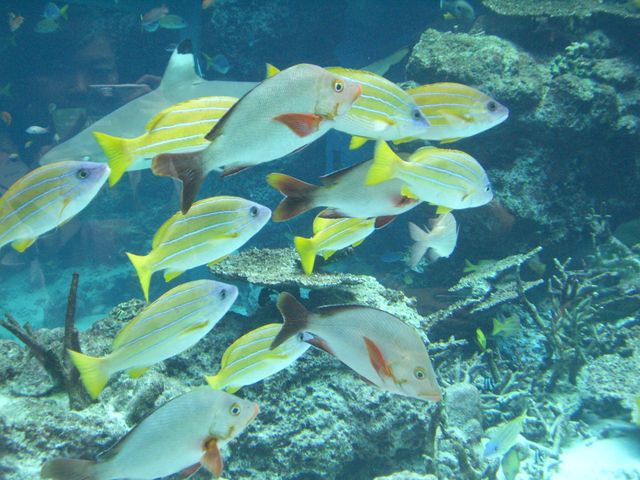 沖縄県　美ら海水族館