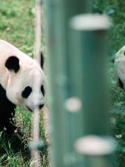 Shenyang Forest Wild Zoo
