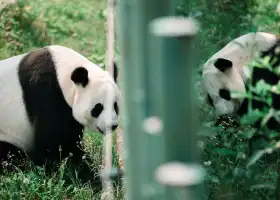 Зоопарк Шэньянского леса