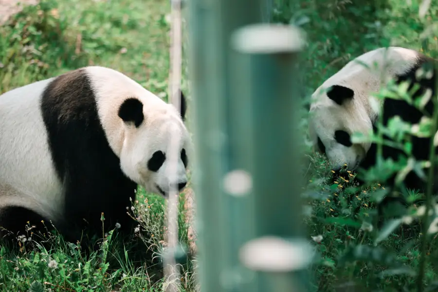 Shenyang Forest Wild Zoo