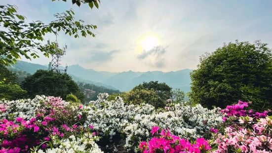 南山杜鵑園