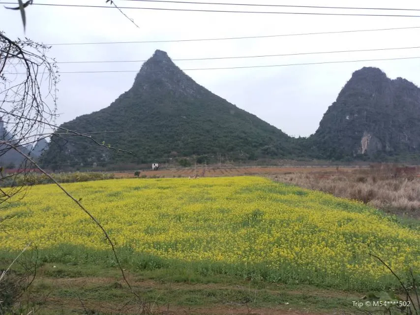 3_馬家坊十三么花海