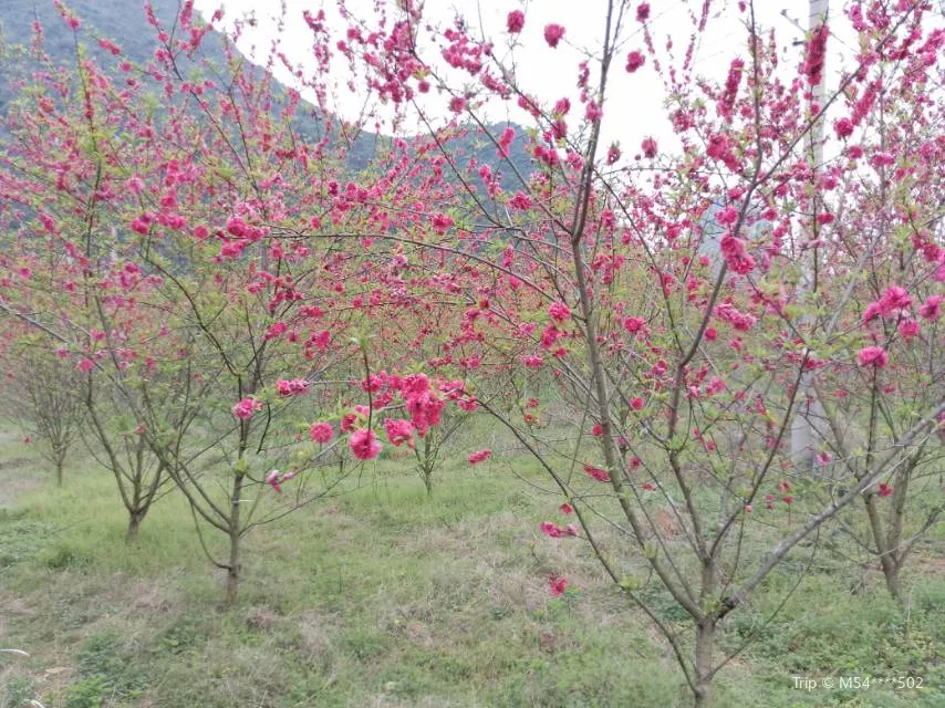 2_馬家坊十三么花海