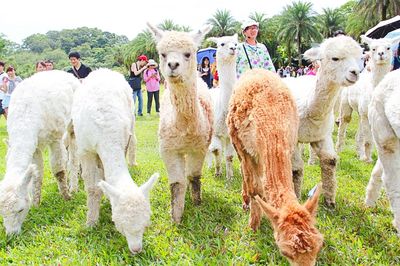 Green World Ecological Farm