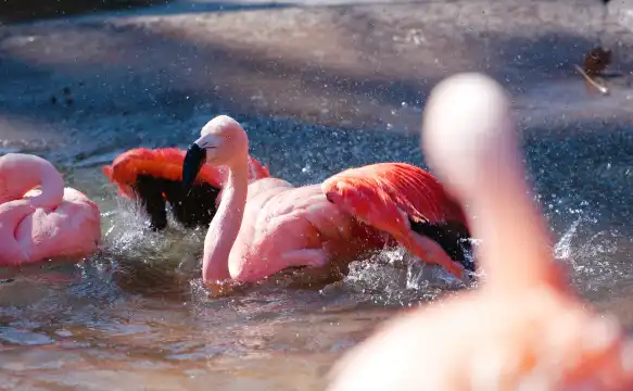 Hotels near Santa Barbara Zoo
