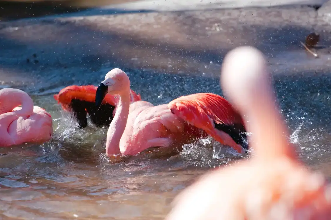 Hotels near Santa Barbara Zoo