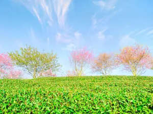 永福櫻花茶園