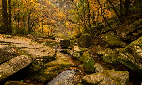 Liping National Forest Park