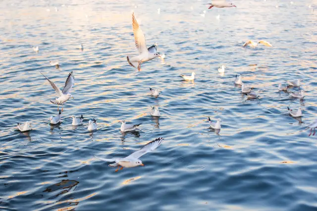 Seagulls Viewing in Tianjin