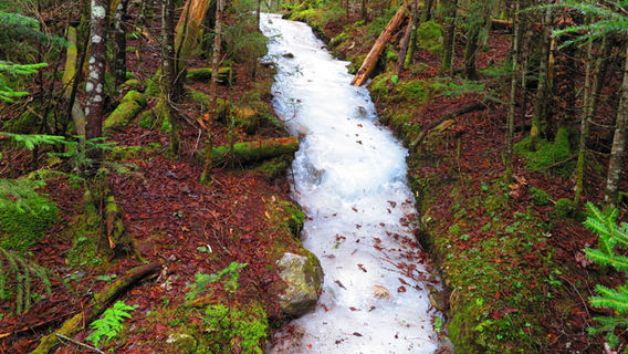 Gale River Trailhead