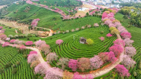 Yongfu Taipin Cherry Blossom Tea Plantation attraction in Longyan