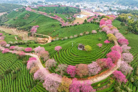 永福櫻花茶園