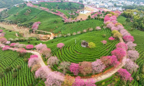 Taipin Sakura Garden, Yongfu Town