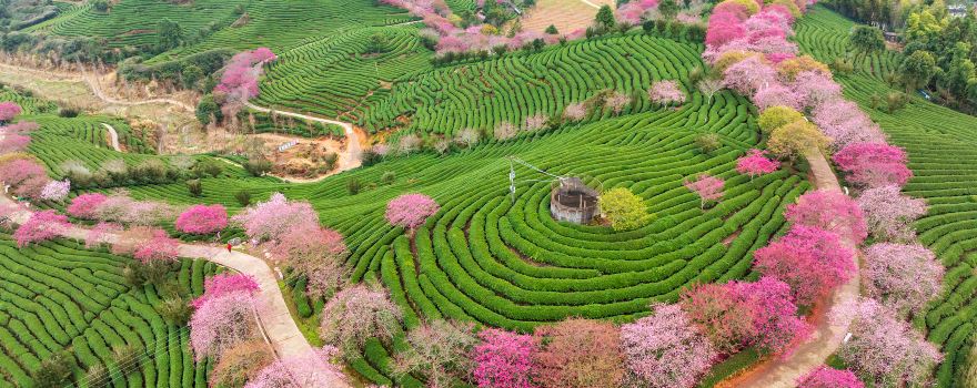 永福櫻花茶園