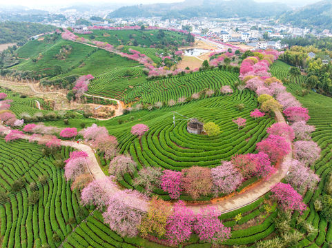 Yongfu Taipin Cherry Blossom Tea Plantation