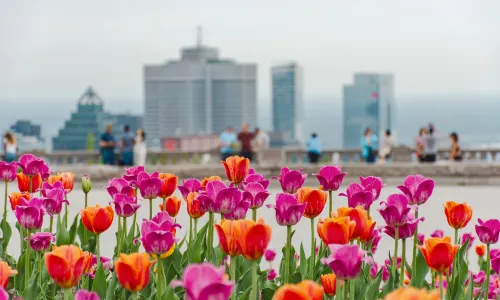 Mount Royal Park