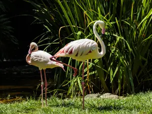 zoo di Los Angeles