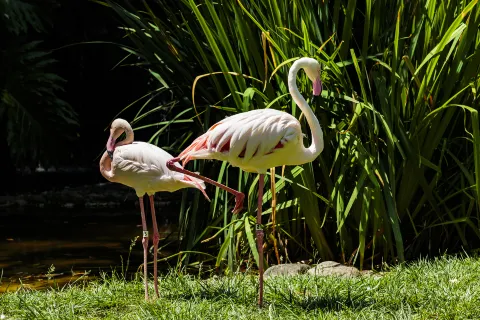 Los Angeles Zoo
