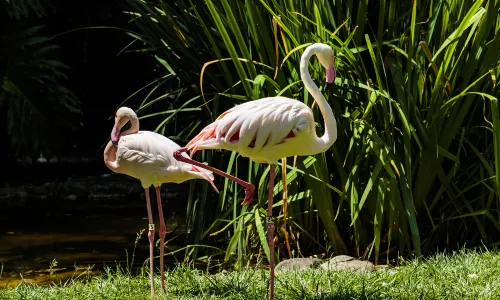 zoo di Los Angeles