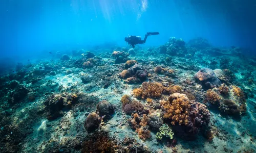 Diving in Jakarta