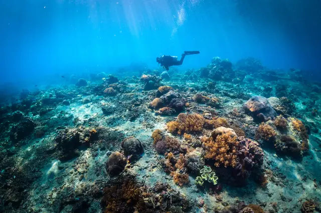 Diving in Jakarta
