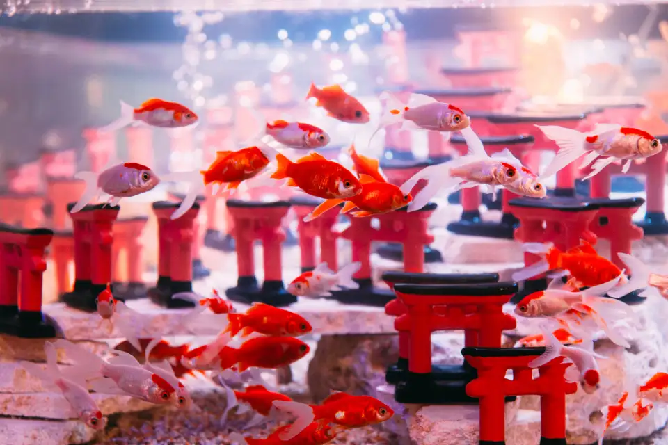 5_沖縄金魚ミュージアム