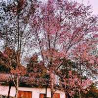 หมู่บ้านญี่ปุ่นในเมืองไทย