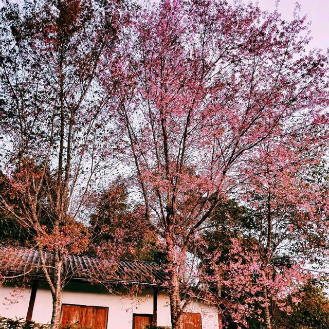 หมู่บ้านญี่ปุ่นในเมืองไทย
