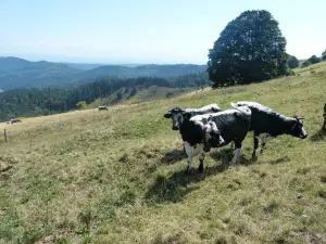 Elsässer Belchen