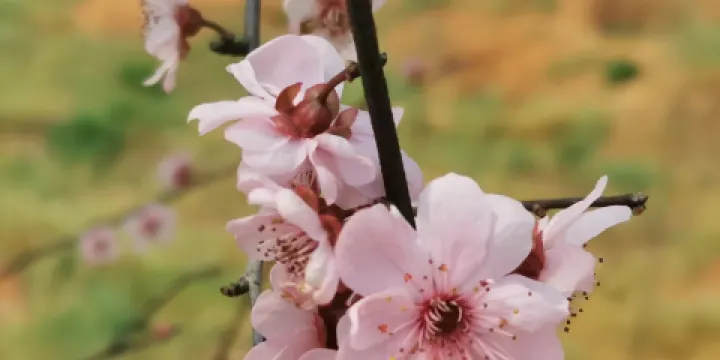 長沙園林生態園