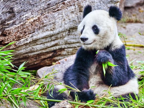 南通森林野生動物園