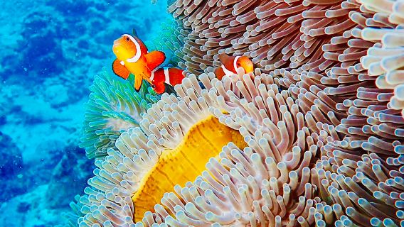 Катамаран Мохито: Рача Айленд + Коралловый остров + Мыс Промтеп, снорклинг, рыбалка в открытом море