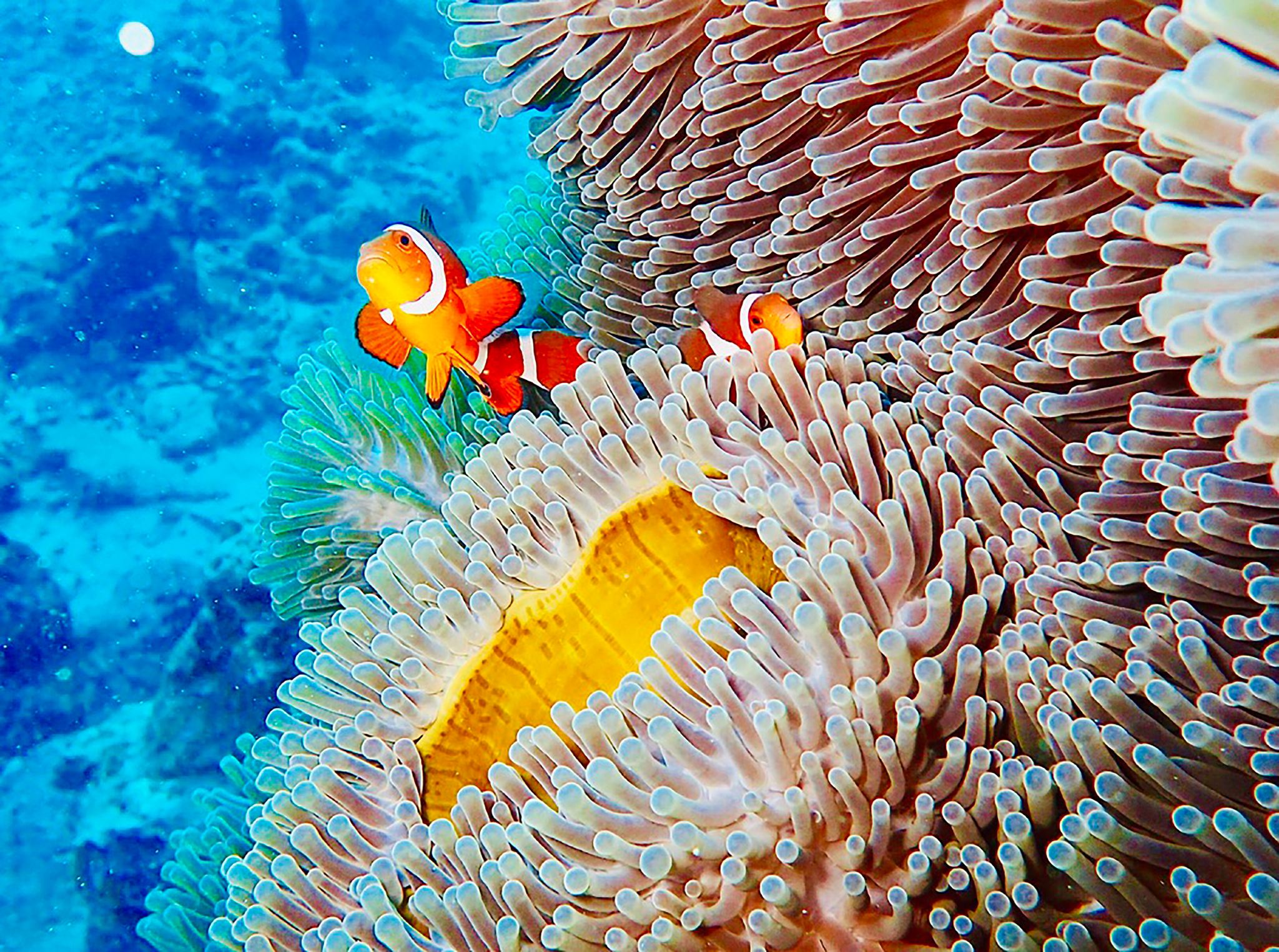 Mojito Catamaran Sailing: Snorkeling and Fishing Experience at Racha Yai Island, Coral Island, and Promthep Cape