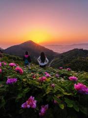 Chinese Peony Garden