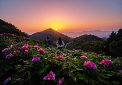 Chinese Peony Garden