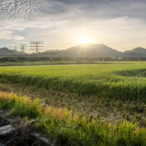 崖口村