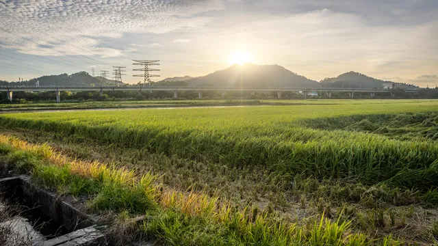 崖口村