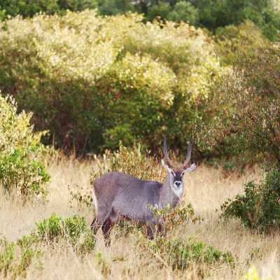 Vuelos Londres Kitale