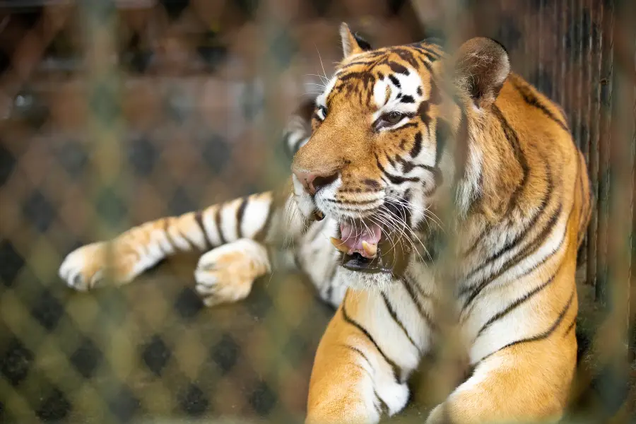 黃山野生動物園