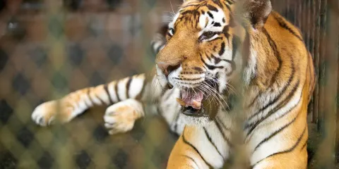 黃山野生動物園