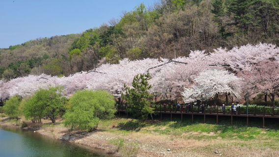 Suwon