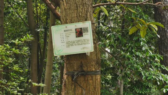 佛山植物园分分五个景区：加勒比松林，珍奇植物园，茶花植物园，