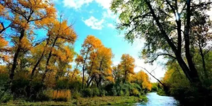 濕地古楊風景區