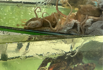 XIAO HAI TUN LIAN SUO HAI XIAN CANTING User Photo