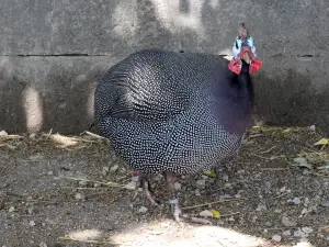 Zoo de Besançon