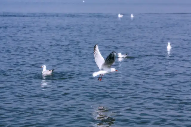 Bird Watching in Xichang